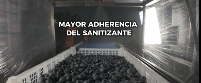 Lluvias y arándanos en Chile y Perú: cómo proteger la fruta en postcosecha.